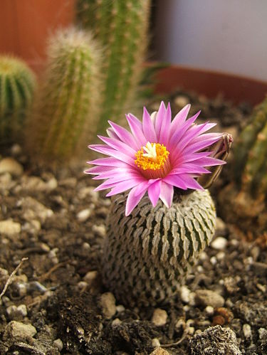 Turbinicarpus pseudopectinatus